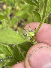 Asperugo procumbens