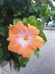 Hibiscus rosa-sinensis
