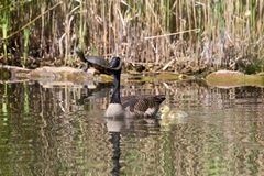 Branta canadensis