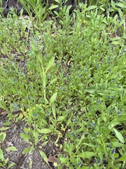 Asperugo procumbens