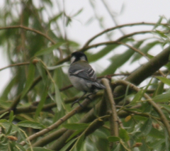 Parus minor