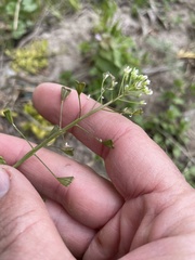 Capsella bursa-pastoris