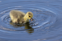 Branta canadensis