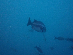 Anisotremus scapularis