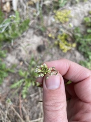 Capsella bursa-pastoris