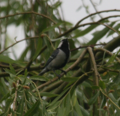 Parus minor
