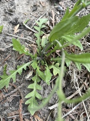 Capsella bursa-pastoris