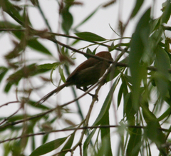 Sinosuthora webbiana