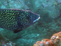 Oplegnathus insignis