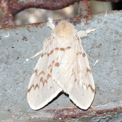 Lymantria pelospila