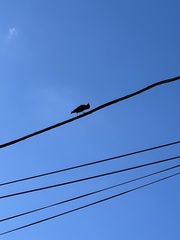 Sturnus vulgaris