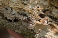 Armadillidium pulchellum