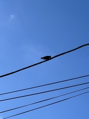 Sturnus vulgaris