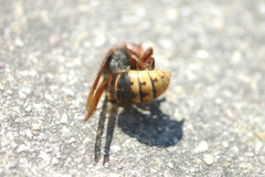 Vespa crabro