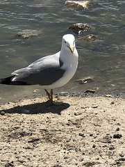 Larus californicus