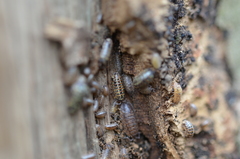 Armadillidium pictum