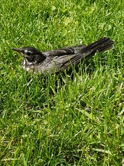 Turdus migratorius