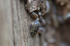 Armadillidium pictum