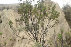 Poospizopsis hypochondria