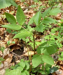 Vicia oroboides