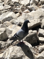 Columba livia