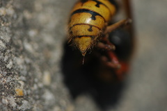 Vespa crabro