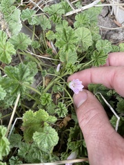 Malva neglecta