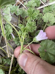 Malva neglecta