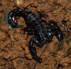 Chactas vanbenedenii