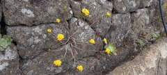 Gonospermum fruticosum