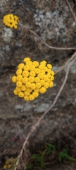 Gonospermum fruticosum