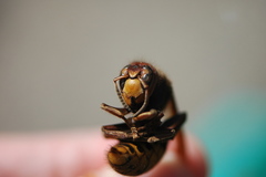 Vespa crabro