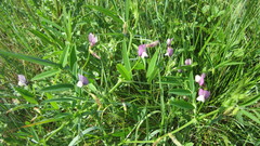 Vicia bithynica