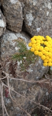 Gonospermum fruticosum