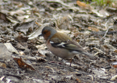 Fringilla coelebs
