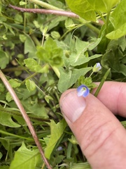 Veronica persica
