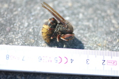 Vespa crabro