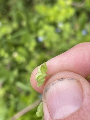Veronica persica