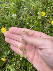 Veronica persica