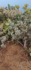 Lavandula buchii image