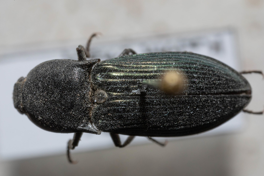 Sapphire-winged Click Beetle