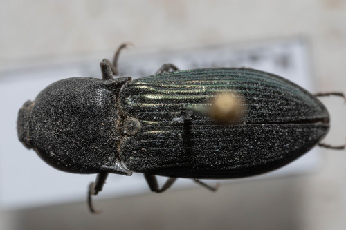Sapphire-winged Click Beetle