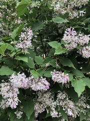 Syringa meyeri