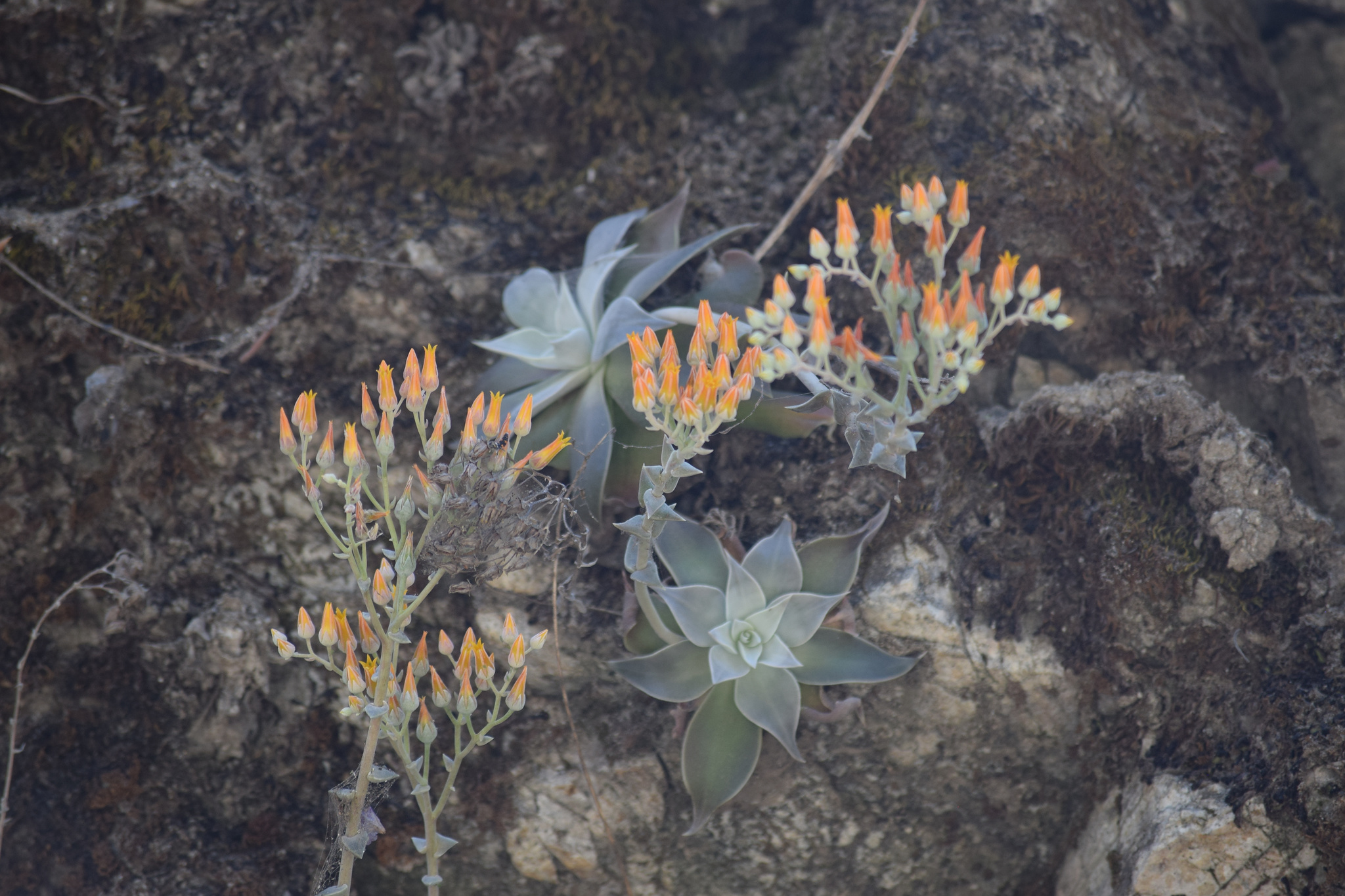 Dudleya cymosa ssp. pumila
