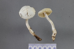 Cortinarius olorinatus