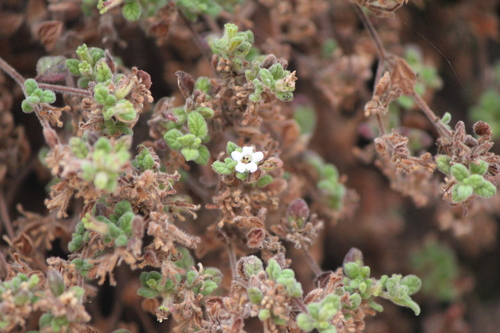 Nama origanifolia (Nama origanifolia)