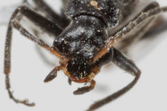 Dichelotarsus piniphilus