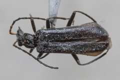 Dichelotarsus piniphilus