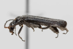 Dichelotarsus piniphilus