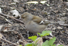 Fringilla coelebs